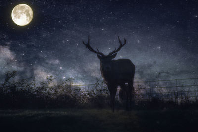 Deer standing on field against sky at night