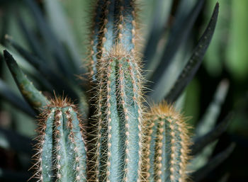 Close-up of succulent plant