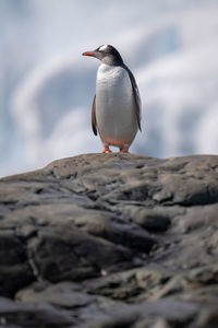 Gentoo penguin stands on rock looking left