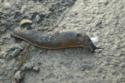 Close-up of a lizard