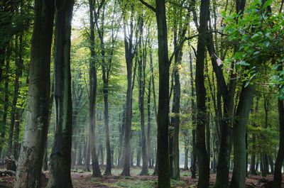 Trees in forest