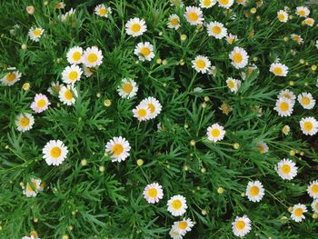 Close-up of white daisy flowers blooming in field