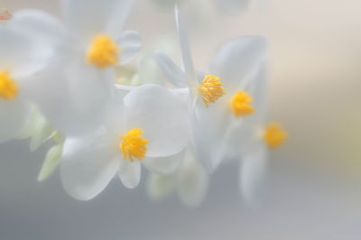 Close-up of white flowers blooming outdoors