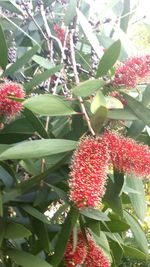 Close-up of red flowers