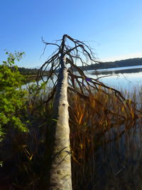 Scenic view of landscape against clear blue sky