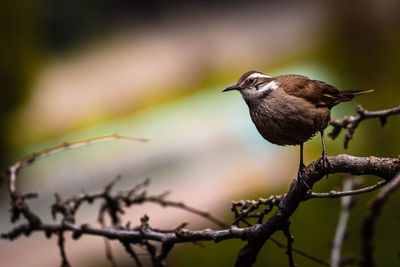 Close-up of bird perching on branch