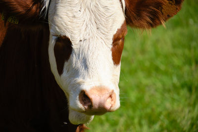 Close-up of cow