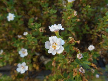 Close-up of white flowers