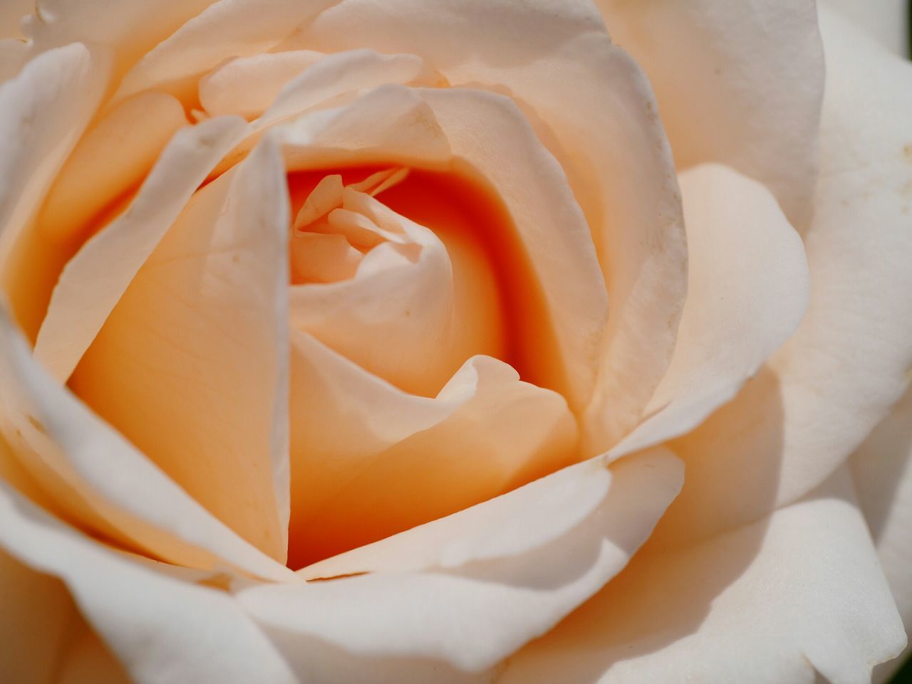 flower, petal, freshness, flower head, fragility, rose - flower, beauty in nature, full frame, close-up, backgrounds, single flower, growth, nature, natural pattern, blooming, extreme close-up, macro, rose, detail, no people