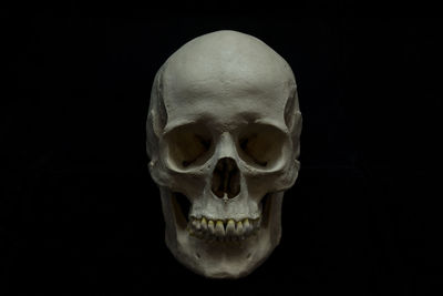 Studio shot of human skull