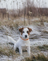 Portrait of dog sitting on field