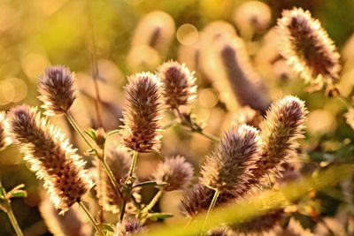 Close-up of flowering plant on field