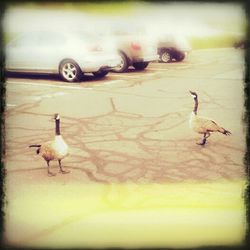 Close-up of birds in water