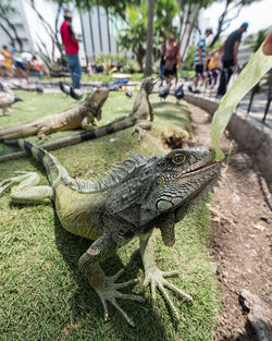 Close-up of a lizard