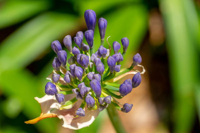 Close-up of purple flowering plant