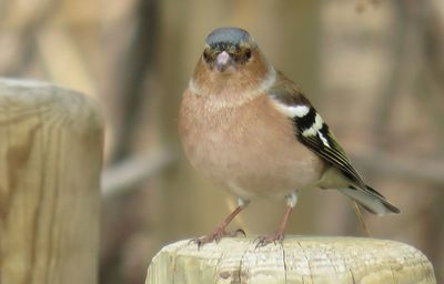 Close-up of bird perching outdoors
