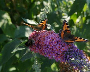 Close-up of butterfly on purple flower