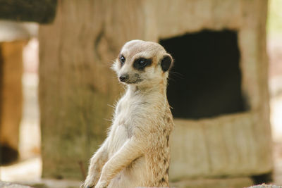 Close-up of a monkey looking away