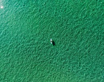 Aerial view of sailing in calm sea
