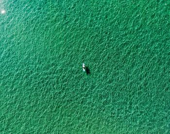 Bird in water