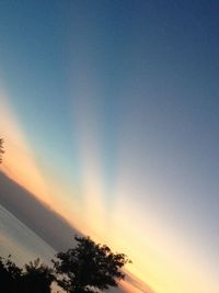 Low angle view of trees against sky