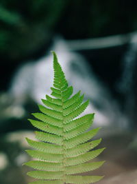 Close-up of fern leaves