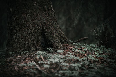 Close-up of tree trunk in forest