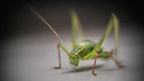 Close-up of insect on leaf