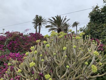 Close-up of flowering plants against sky