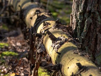 Close-up of tree trunk on field