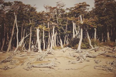 Trees growing in forest