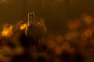 Horse against blurred background