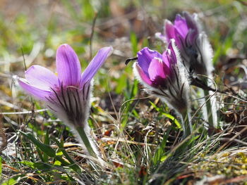 Close-up of purple crocus flowers on field