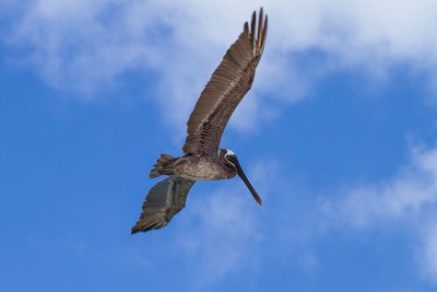 Low angle view of eagle flying in sky