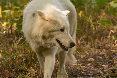 White wolf, beauty of the pack
