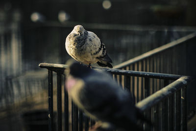 Close-up of bird perching on railing