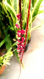 Close-up of red flower