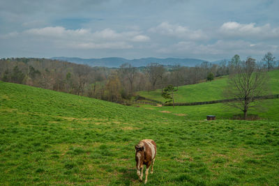 Sheep in a field