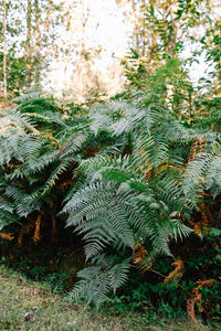 High angle view of fern leaves on tree in forest