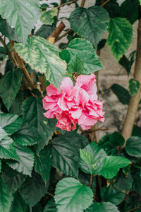 Close-up of pink flowering plant