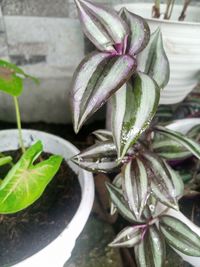 Close-up of potted plant leaves