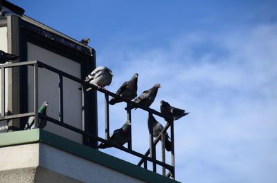 Low angle view of pigeons perching on railing against sky