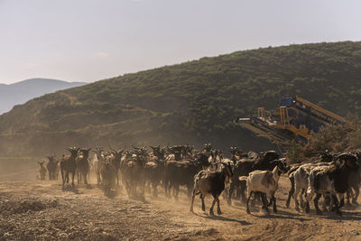 Animals on a field