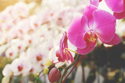 Close-up of pink flowering plant