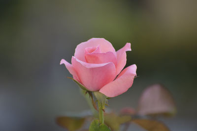 Close-up of pink rose