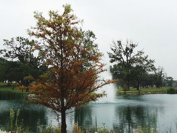 Trees by lake against sky