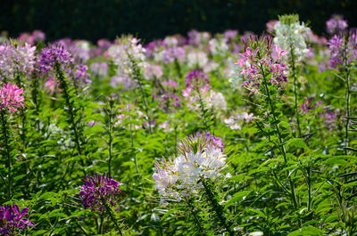 Close-up of purple flowering plants on field