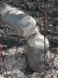 High angle view of logs on field