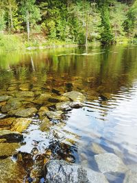 Scenic view of lake in forest