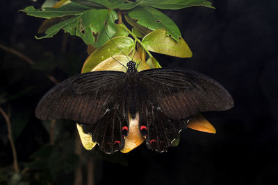 Close-up of butterfly on flower